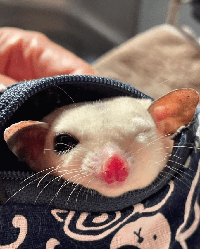 Sugar Glider