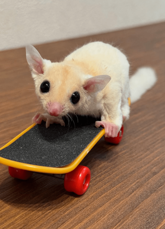 Baby Pet