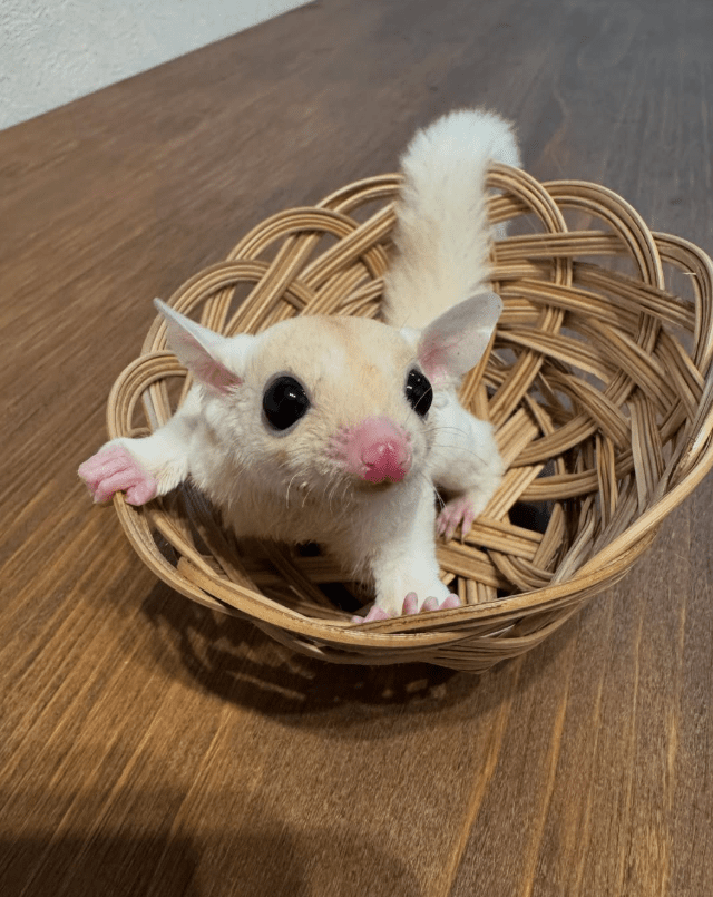 りとるすたぁについて