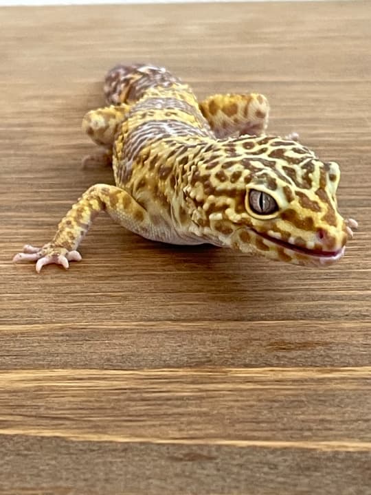 Reopa 1