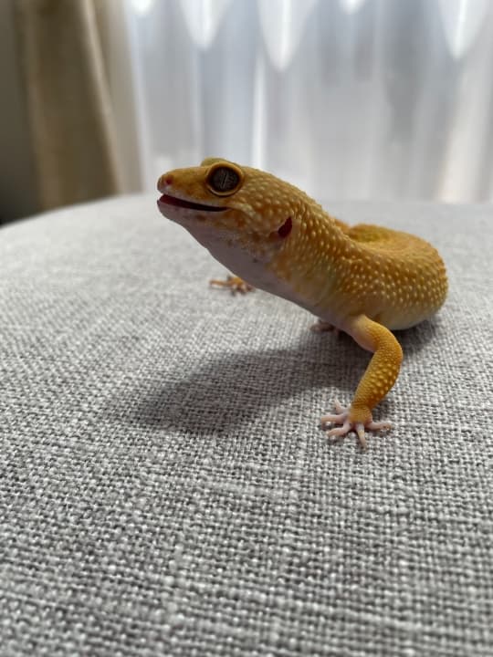 Reopa 4